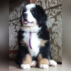 DogsIndia.com - Bernese Mountain Dog - Lasani