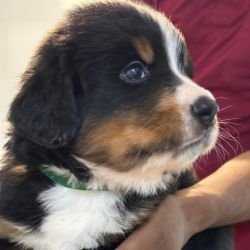 DogsIndia.com - Bernese Mountain Dog - Lasani