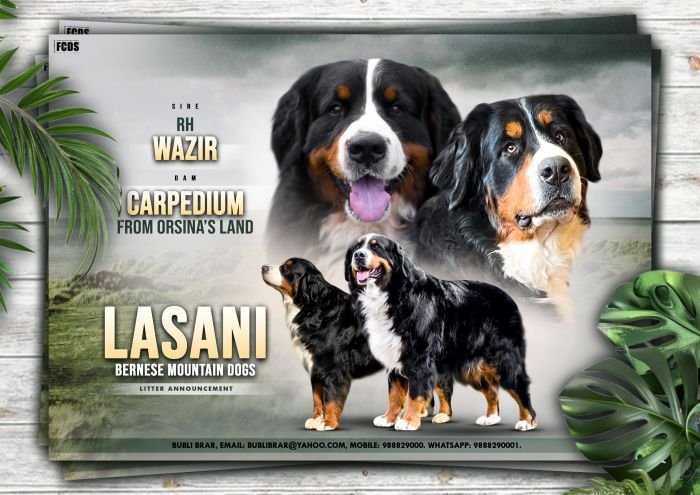 DogsIndia.com - Bernese Mountain Dog - Lasani