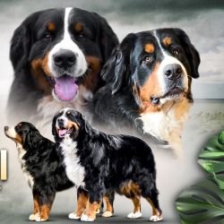 DogsIndia.com - Bernese Mountain Dog - Lasani