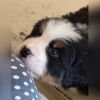 DogsIndia.com - Bernese Mountain Dog - Lasani