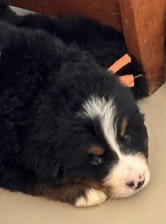 DogsIndia.com - Bernese Mountain Dog - Lasani