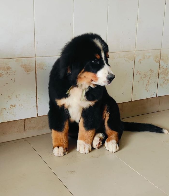 DogsIndia.com - Bernese Mountain Dog - Lasani