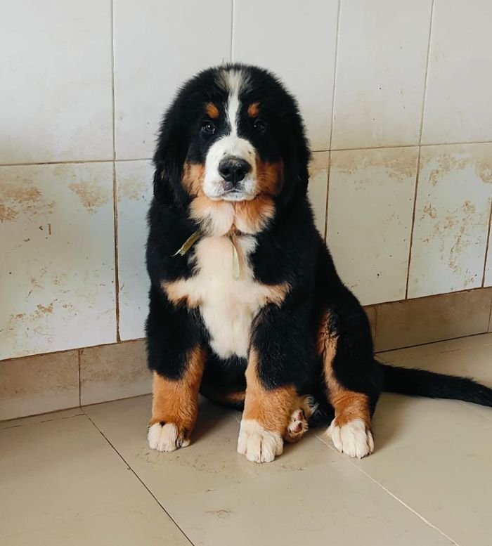 DogsIndia.com - Bernese Mountain Dog - Lasani