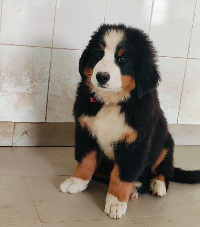 DogsIndia.com - Bernese Mountain Dog - Lasani