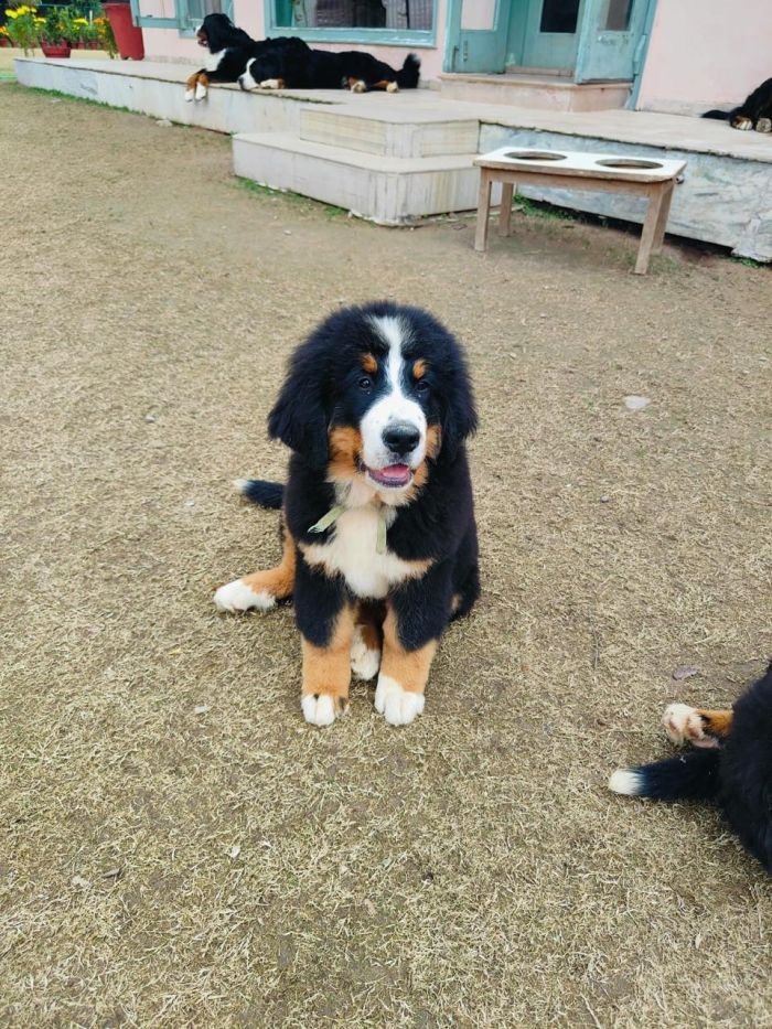 DogsIndia.com - Bernese Mountain Dog - Lasani