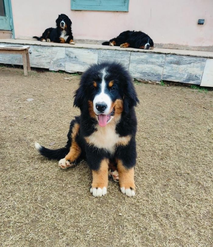 DogsIndia.com - Bernese Mountain Dog - Lasani