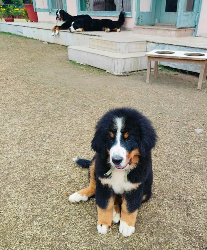 DogsIndia.com - Bernese Mountain Dog - Lasani