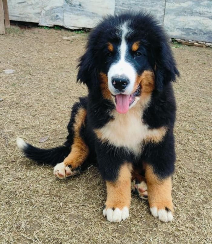 DogsIndia.com - Bernese Mountain Dog - Lasani