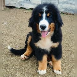 DogsIndia.com - Bernese Mountain Dog - Lasani