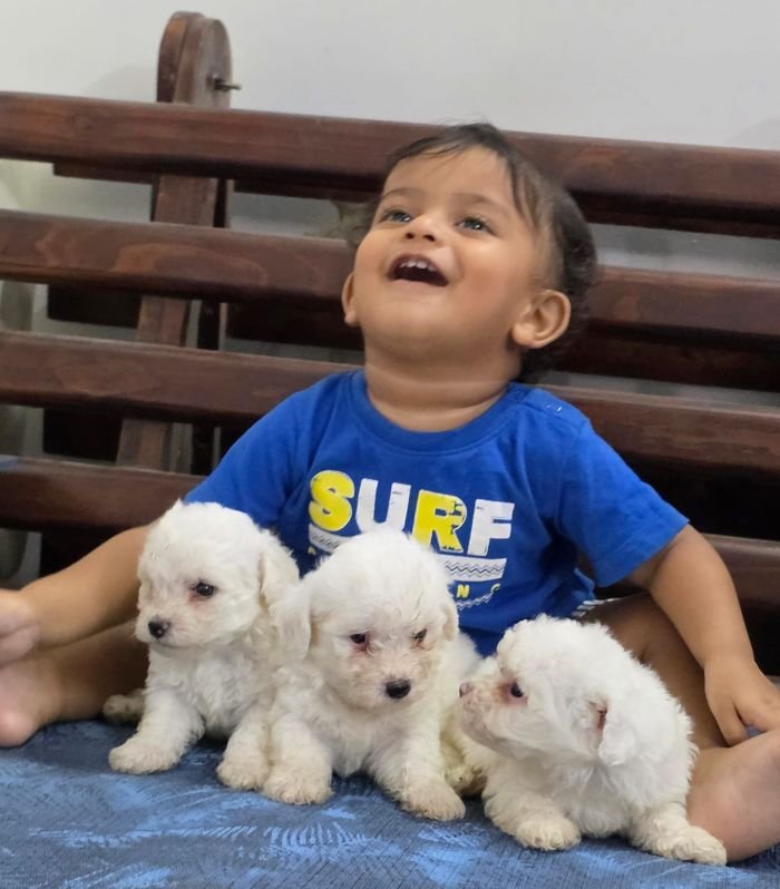 DogsIndia.com Bichon Frise Sandeep