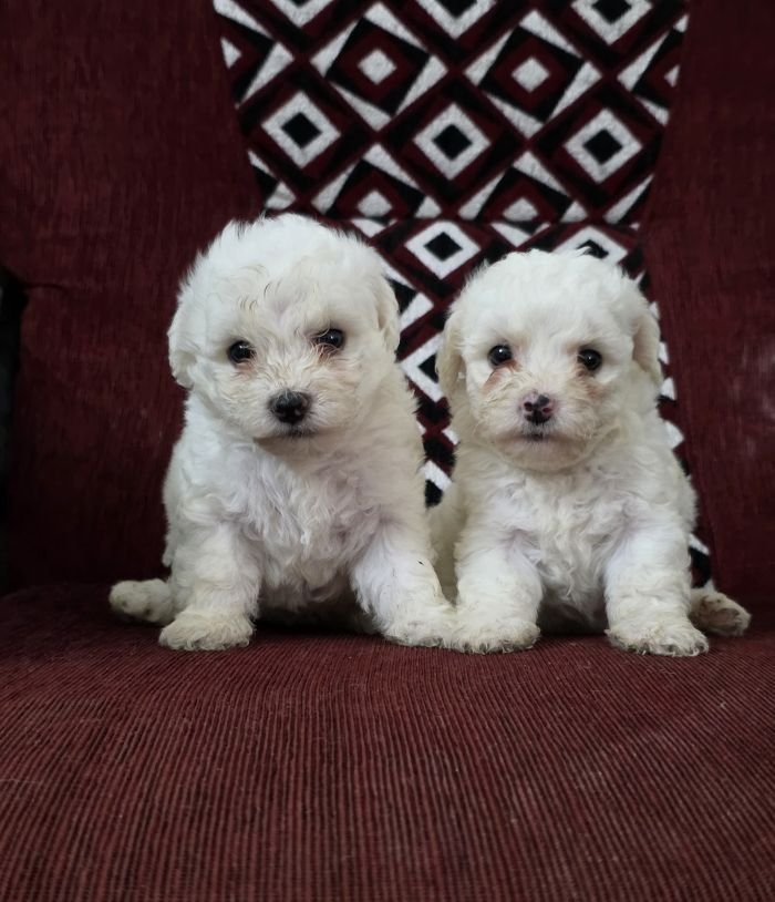 DogsIndia.com Bichon Frise Sandeep