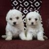 DogsIndia.com  Bichon Frise  Sandeep