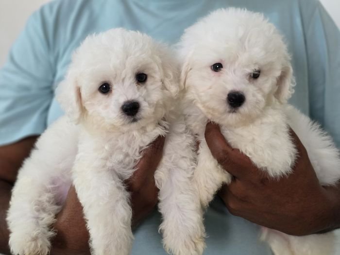 DogsIndia.com Bichon Frise Sandeep