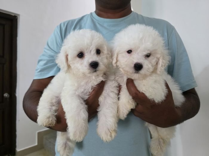 DogsIndia.com  Bichon Frise  Sandeep