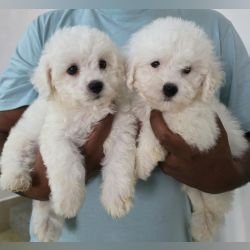 DogsIndia.com  Bichon Frise  Sandeep