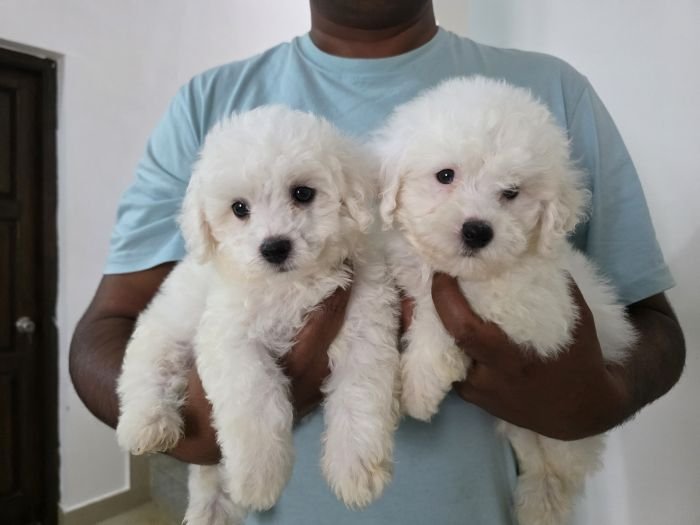 DogsIndia.com  Bichon Frise  Sandeep