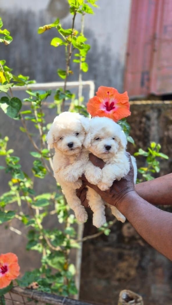 DogsIndia.com  Bichon Frise  Shade's
