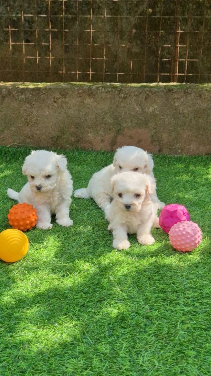DogsIndia.com  Bichon Frise  Shade's