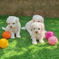 DogsIndia.com Bichon Frise Shade's