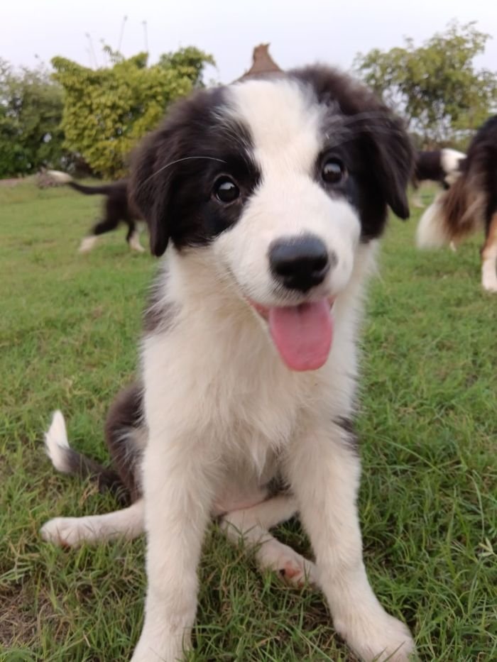 DogsIndia.com - Border Collie - Vishal