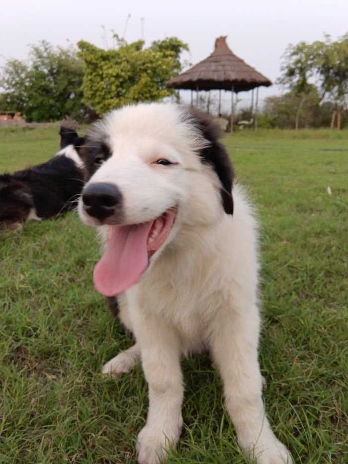 DogsIndia.com - Border Collie - Vishal
