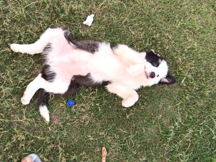 DogsIndia.com - Border Collie - Vishal