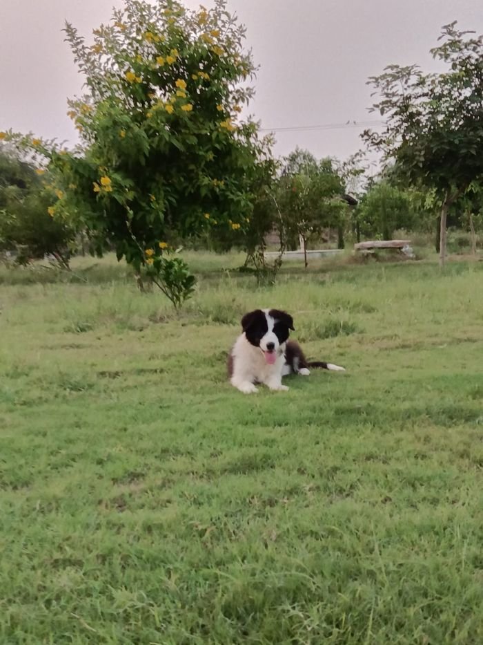 DogsIndia.com - Border Collie - Vishal
