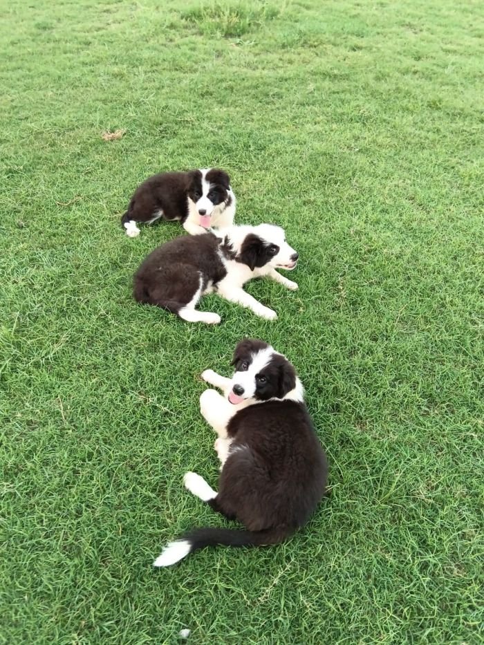 DogsIndia.com - Border Collie - Vishal