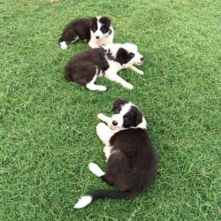 DogsIndia.com - Border Collie - Vishal