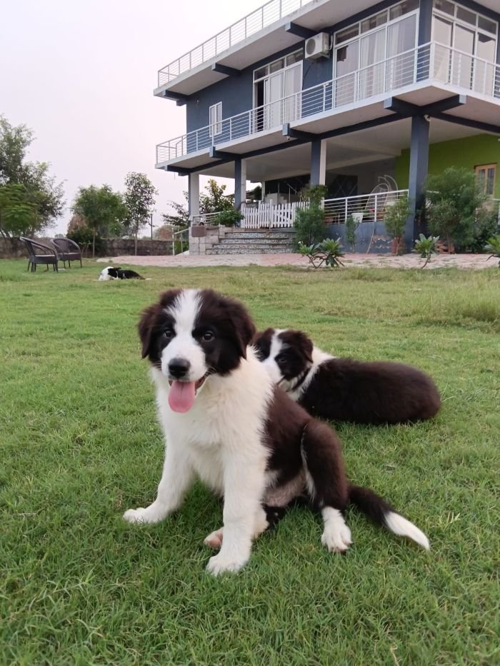 DogsIndia.com - Border Collie - Vishal