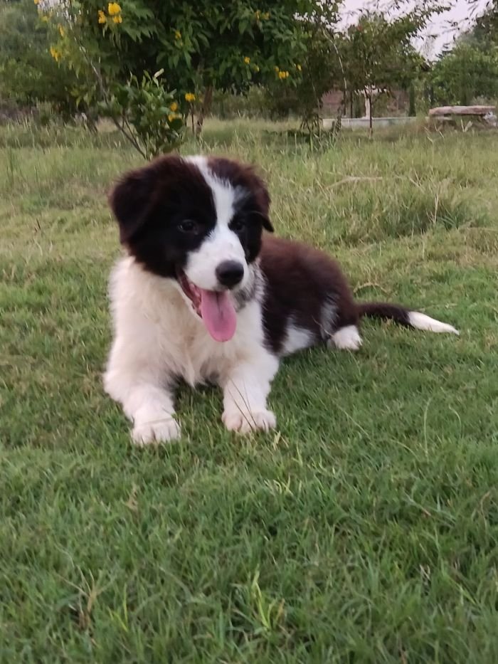DogsIndia.com - Border Collie - Vishal
