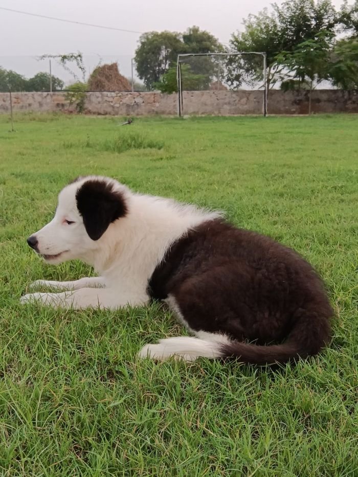 DogsIndia.com - Border Collie - Vishal