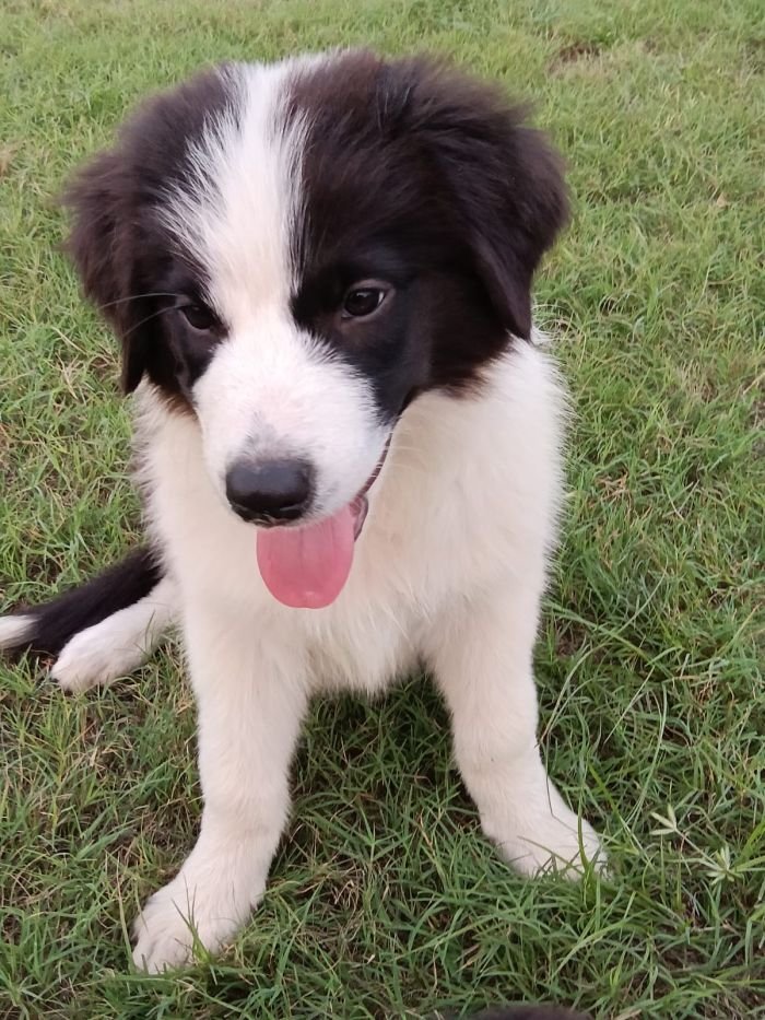 DogsIndia.com - Border Collie - Vishal