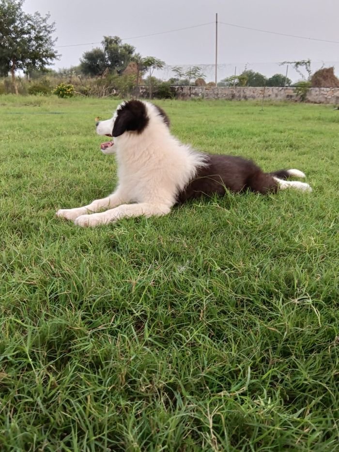 DogsIndia.com - Border Collie - Vishal