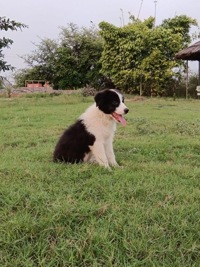 DogsIndia.com - Border Collie - Vishal