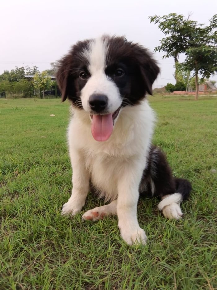 DogsIndia.com - Border Collie - Vishal