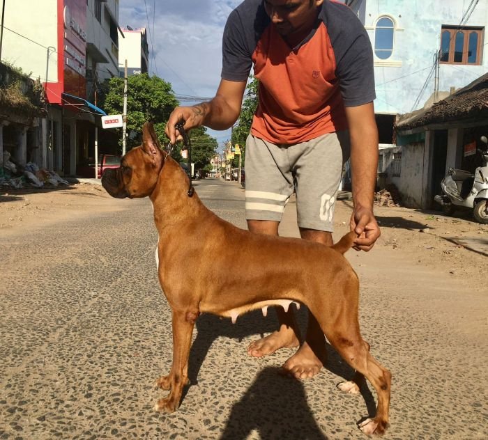 DogsIndia.com - Boxer - Big Ben - Sharma Ramesh