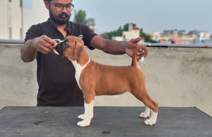 DogsIndia.com - Boxer - Big Ben - Sharma Ramesh