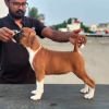 DogsIndia.com - Boxer - Big Ben - Sharma Ramesh