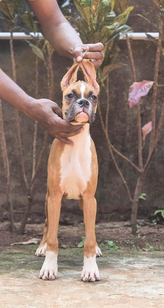 DogsIndia.com - Boxer - Shade's Boxers - Derick