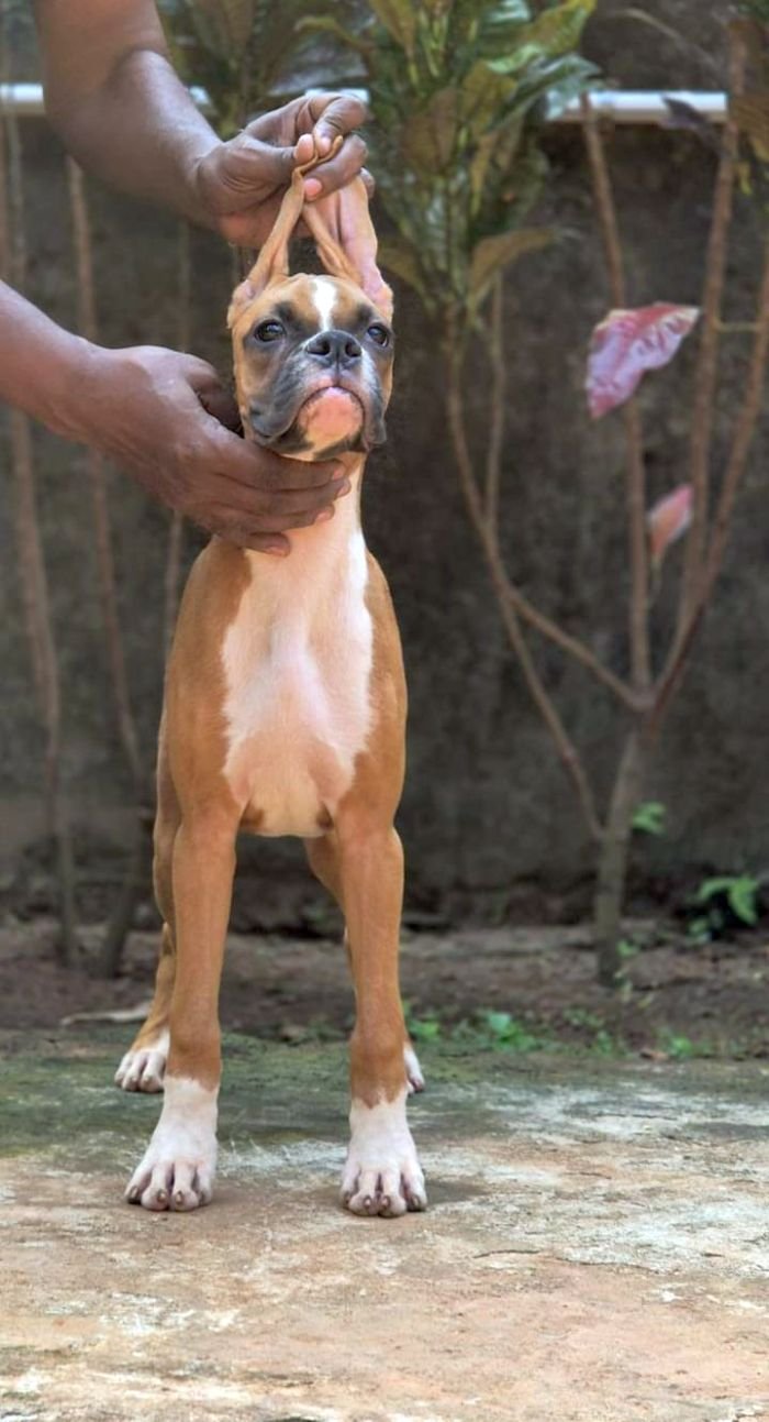 DogsIndia.com - Boxer - Shade's Boxers - Derick