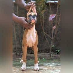 DogsIndia.com - Boxer - Shade's Boxers - Derick