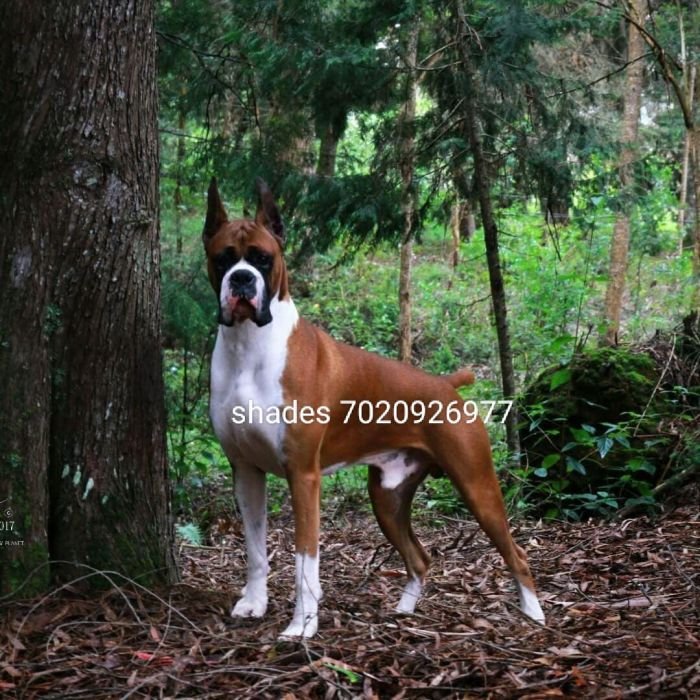 DogsIndia.com - Boxer - Shade's Boxers - Derick