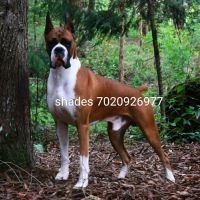 DogsIndia.com - Boxer - Shade's Boxers - Derick