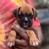 DogsIndia.com - Boxer - Shade's Boxers - Derick