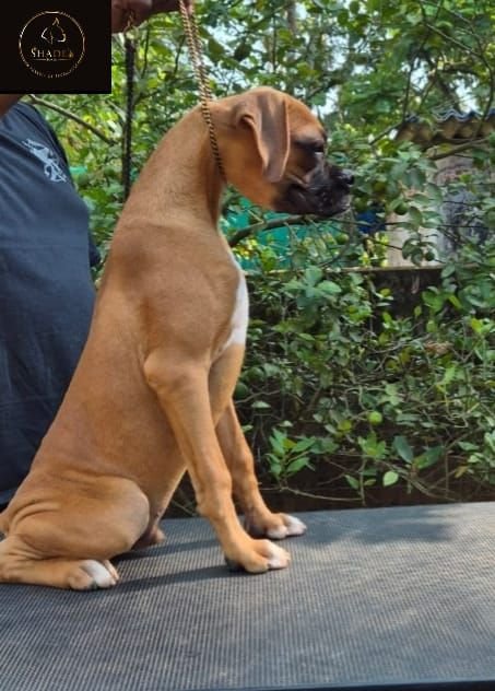DogsIndia.com - Boxer - Shade's Boxers - Derick