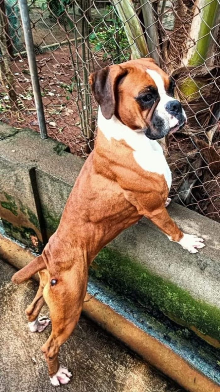 DogsIndia.com - Boxer - Derick - Shade's