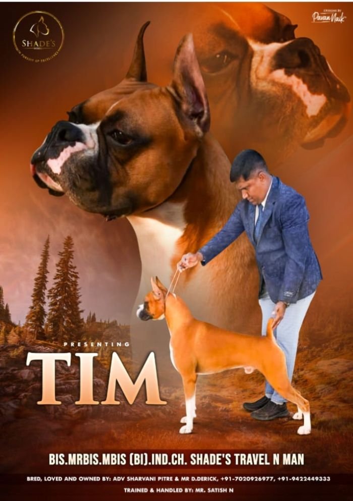 DogsIndia.com - Boxer - Derick - Shade's