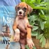 DogsIndia.com - Boxer - Derick - Shade's
